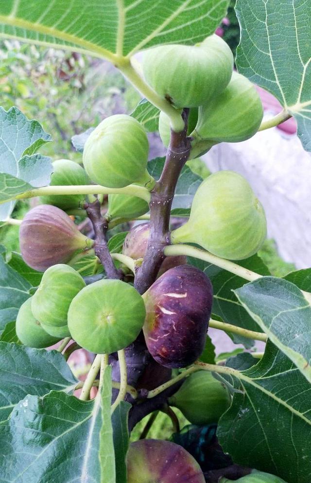 阳台露台种4种“水果”，一个花盆一棵苗一点土，果实累累吃不停