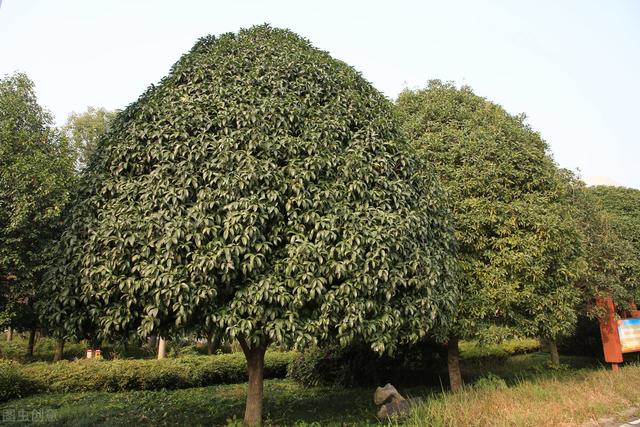 每年的什么时候最适合种植和移植桂花？需要注意哪些问题？