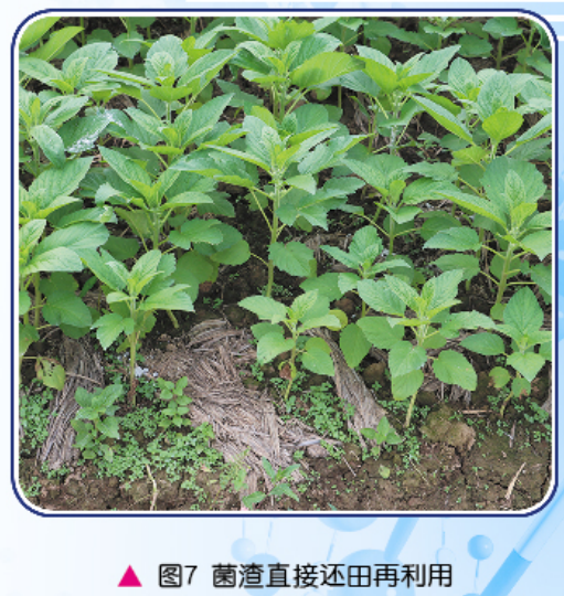 广东中山草菇大田纯稻草高效栽培新技术