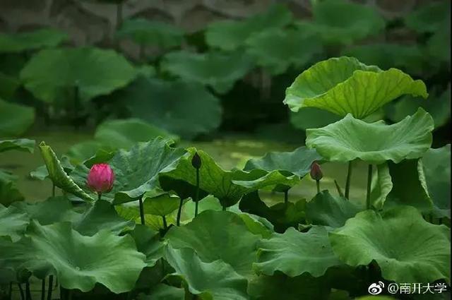 南开大学录取通知书送的莲花种子，怎么种？