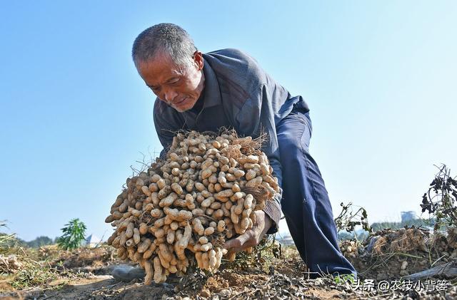 种植花生如何实现增产增收？分享4个花生高产管理技巧