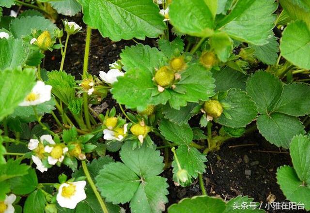 女孩屋顶种草莓，果子又大又甜多到吃不完，有两个种植技巧！