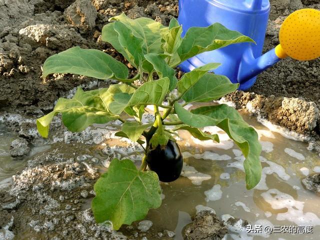 “谷雨前后，埯瓜点豆”，这些蔬果该种了，一些事项要注意