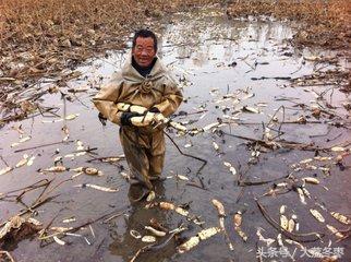 水产种植类——莲藕种植技术