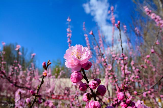 桃树花果期的管理，做好这些工作，后期产量高品质好