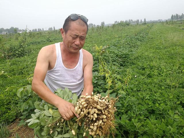 农户必看：春花生播种技巧，花生苗齐苗壮更高产，别忘了收藏