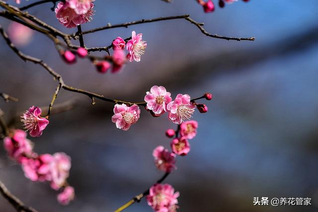 庭院植物如何搭配？5步搞定