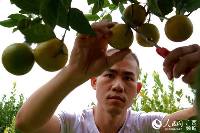 广西忻城：皇帝柑成贫困户脱贫致富果