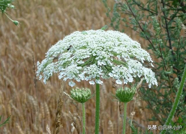 这棵“香芹”，竟然叫“独活草”