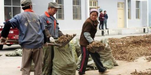 种植业：哪种药材种植“周期短效益高”？听完过来人分析，明白了