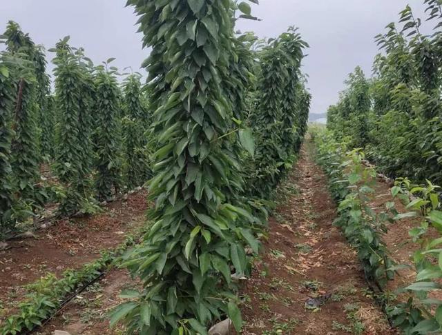 大樱桃密植栽培趋势与早产早丰修剪技术