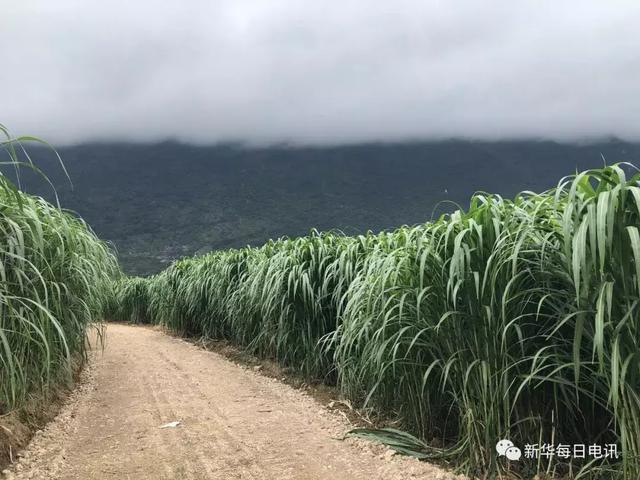 良田奇缺山区农民都舍得用好地来种它，这种“巨草”有什么能耐？