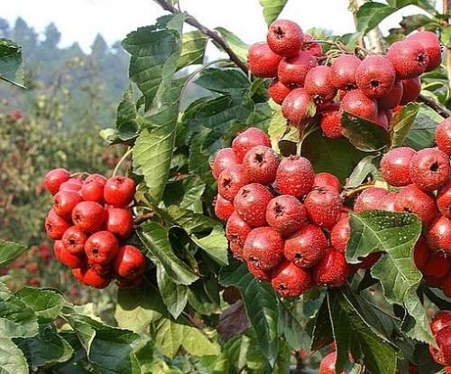 山楂树种植方法