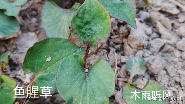 什么蔬菜一次种植可以长期收获？至少6种蔬菜，值得种植