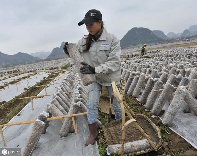 广西食用菌产业创造“菇房奇迹”：8个品种产量排名全国前五，红椎菌和金福菇产量排名全国第一