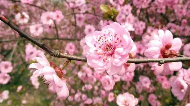 小学三年级一单元作文《我的植物朋友一一桃花》，满分范文欣赏