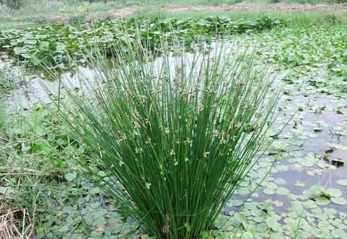 荸荠高产种植技术，掌握自禾螟的发生与防治，帮助农民提高产量