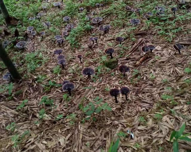 紫灵芝林下仿野生椴木栽培技术，种植户都来学学吧