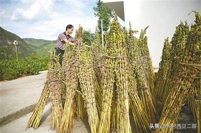 芝麻是我国主要油料作物之一，芝麻栽培技术要点