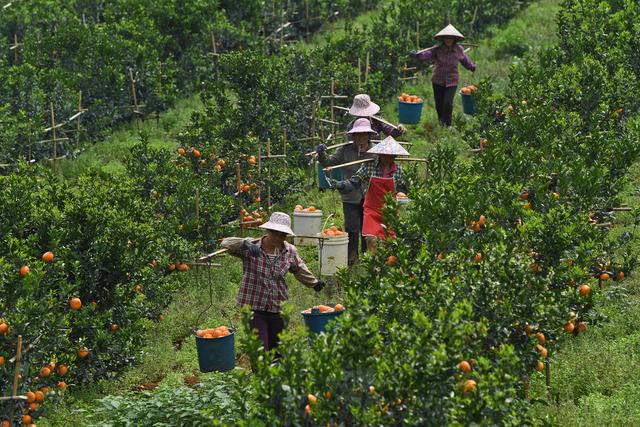 水果界新宠！这里种植400亩茂谷柑变身橙色天堂，330天才能成熟