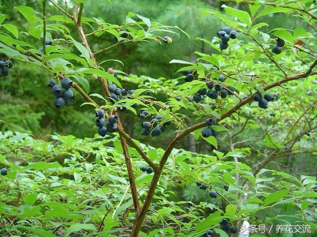 你那里适合栽种哪种蓝莓，让盆栽蓝莓每年都能结果的技巧