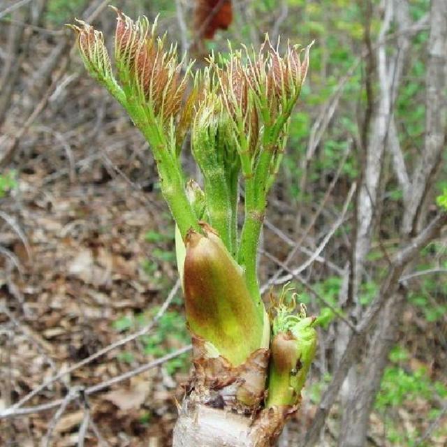 东北人最爱吃的几种“野味”，在家就能种植，营养美味作用不少