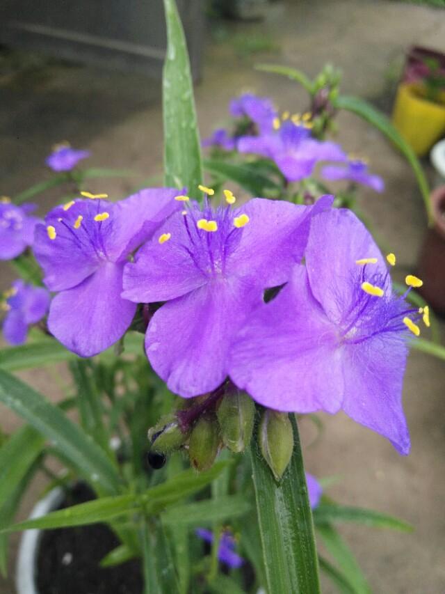 晒晒我的那些小可爱（四）紫露草