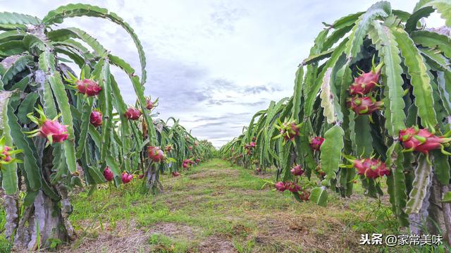 买火龙果无需纠结圆的还是长的！记住以下几点，个个鲜甜多汁