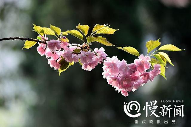 一起去赏花吧！家门口的晚樱开好了，这份主城赏樱地图请收下