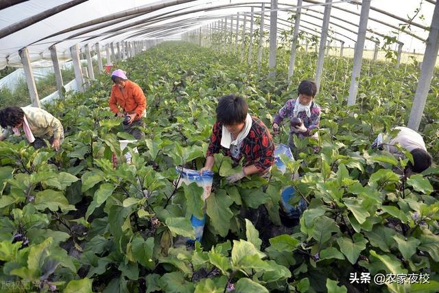 露天种植茄子怎么管产量高？这3个小办法不可少，方法人人都可用