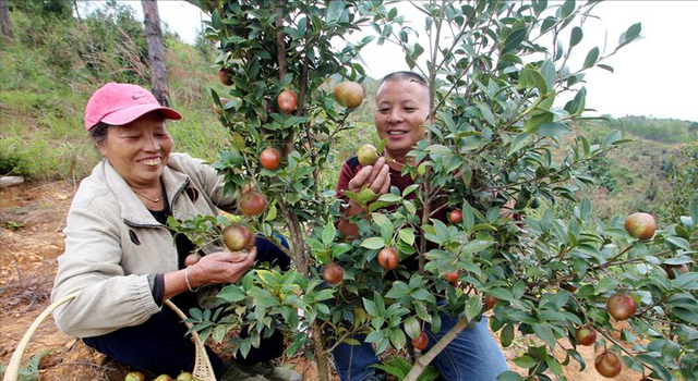 刘成白手起家种植油茶果，年收入破五千万元，带领村民共同创收