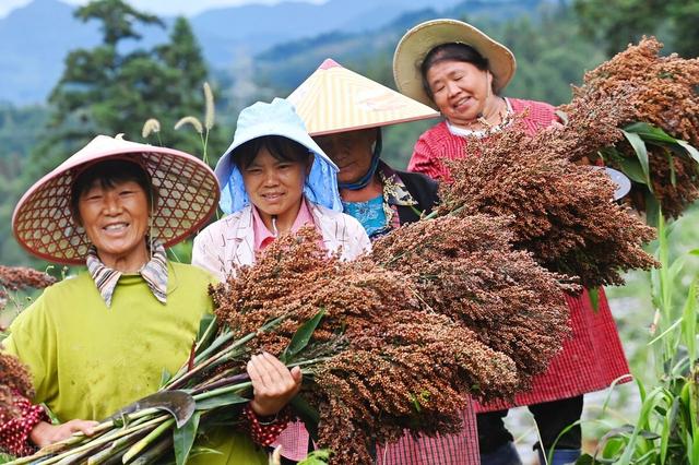 高粱优质高产种植技术要点，做好以下几点，产量立马提上去！