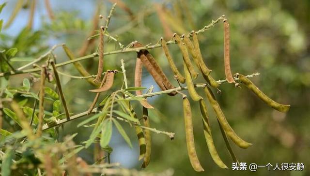 山毛豆的种植技巧