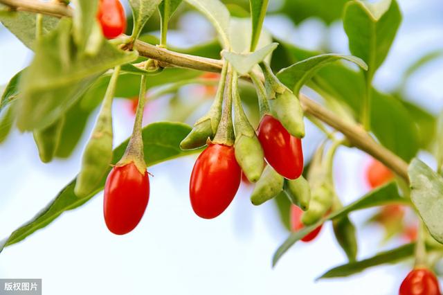 枸杞子速生丰产栽培技术，种植过程中我们要注意什么？