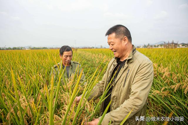 田间打药防治害虫效果差？试一下这3种杀虫剂，复配杀虫效果更佳