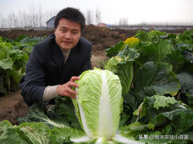 8月中旬大白菜播种正当时，这样种植大白菜才能高产又丰收