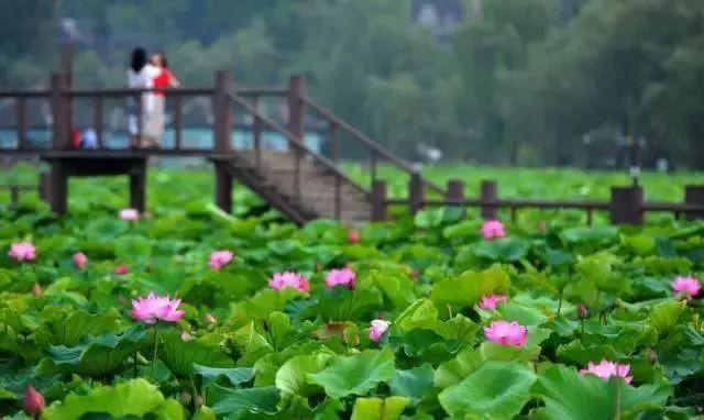 重庆这些地方的蓝莓熟了，还能顺便邂逅花海、住树屋