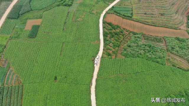 广西恭城：种植特色中药材 助力乡村振兴