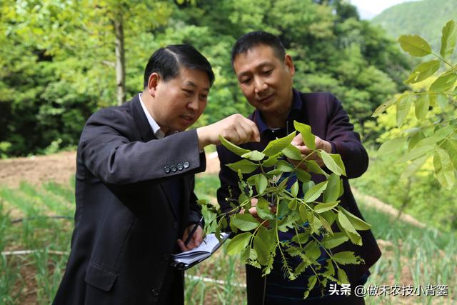 田间打药防治害虫效果差？试一下这3种杀虫剂，复配杀虫效果更佳