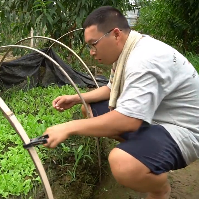 秋季生菜在什么时候种植合适#我的小菜园