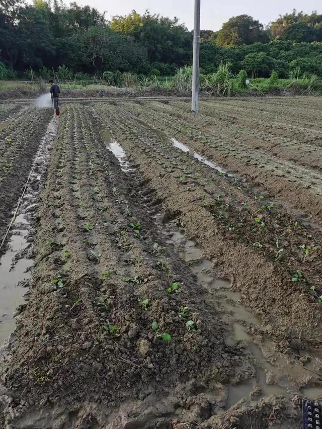 投入不熟的农业项目，结果如何？（二）——我所经历的迟菜心种植