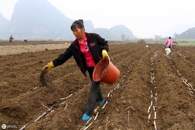 南方露地草莓怎样种植？施肥、起垄、选苗、定植、覆膜……全在这