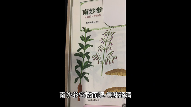 北沙参#中草药知识