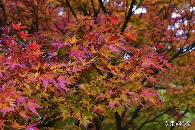 未来几年，发展彩叶苗木一定要注意这几点