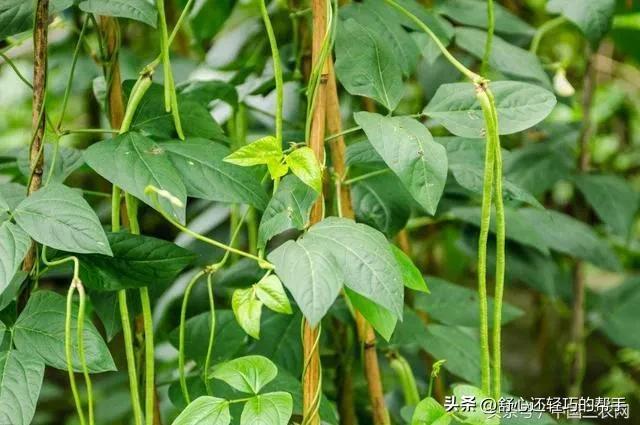 《豆类作物的科学种植：豆角的种植指南