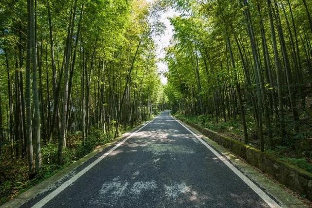 重庆这些地方的蓝莓熟了，还能顺便邂逅花海、住树屋