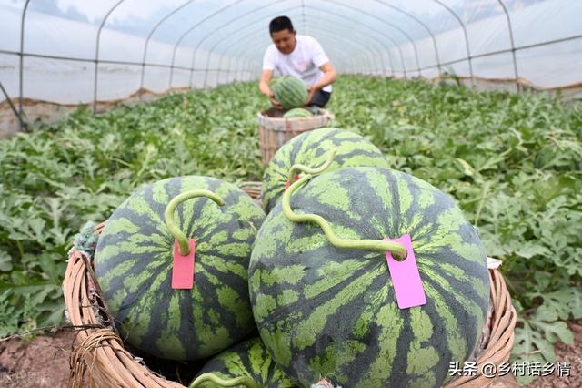 南瓜、甜瓜、西瓜怎么整枝打杈？如何浇水和施肥？怎样促花保瓜？