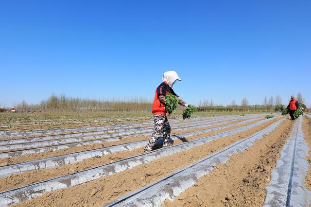 红薯种植技术实施要点，有机种植，更加高产简单