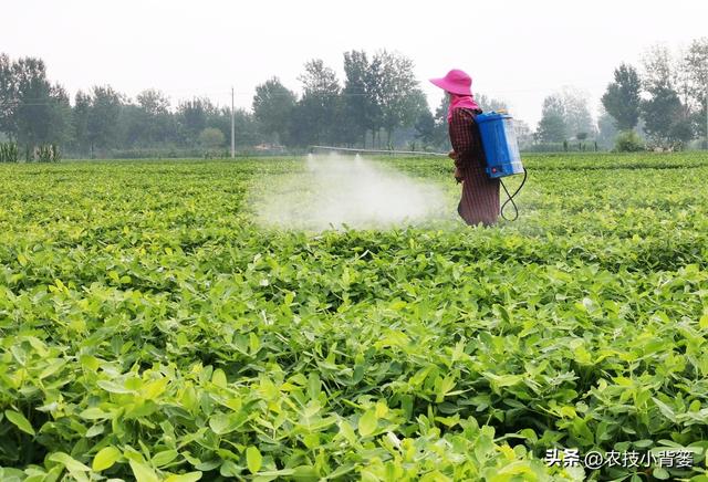 种植花生如何实现增产增收？分享4个花生高产管理技巧