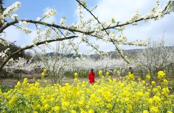 沙包：布朗李花开 邀君前共赏